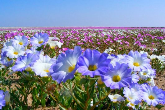 Tour Desierto Florido